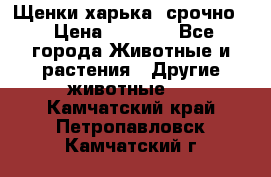 Щенки харька! срочно. › Цена ­ 5 000 - Все города Животные и растения » Другие животные   . Камчатский край,Петропавловск-Камчатский г.